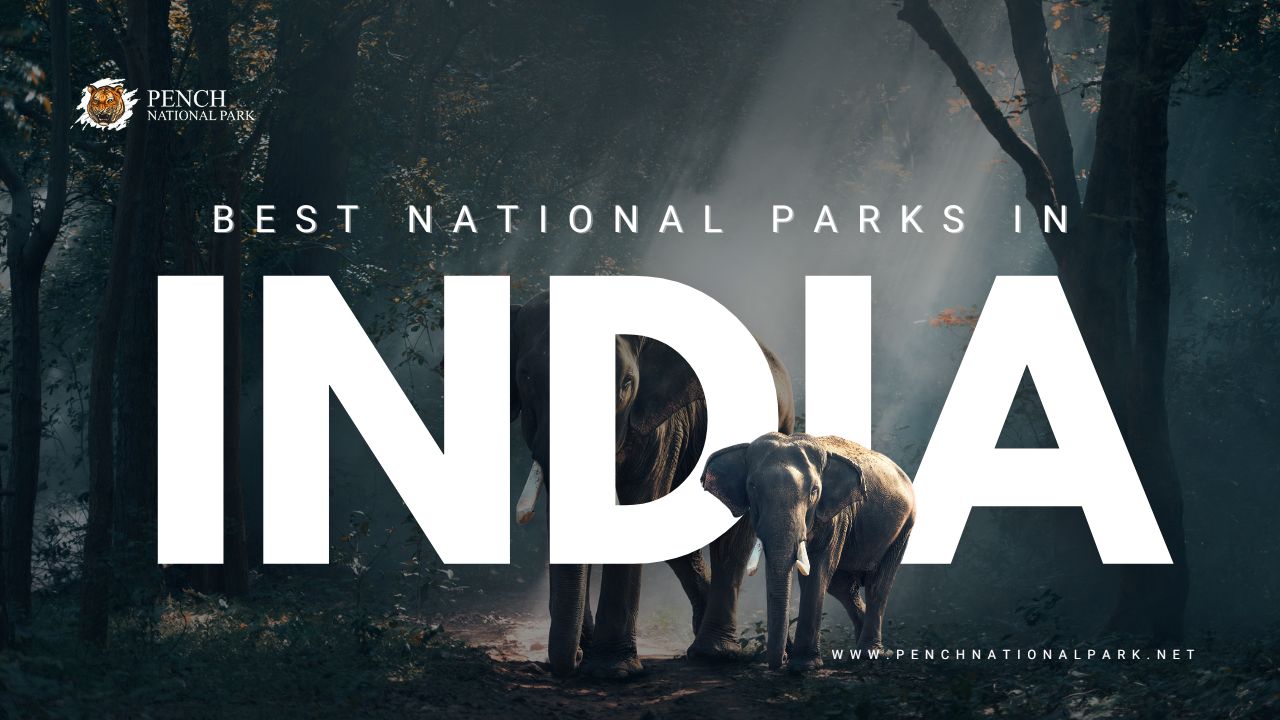 Pench National park Safari